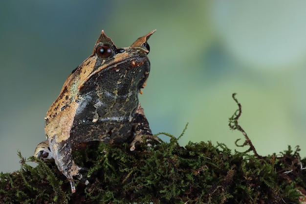 Megophrys nasuta toad closeup on green moss