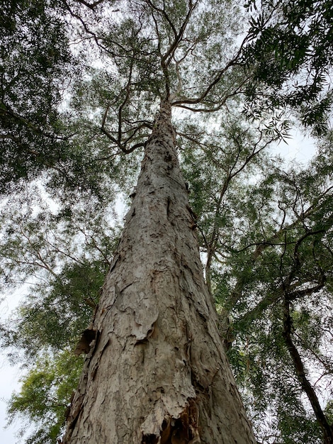 A Melaleuca cajuputi giant plant potrait,  commonly known as cajuput