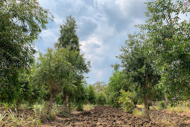 Melaleuca cajuputi plants, commonly known as cajuput, in Gunung Kidul, Yogyakarta, Indonesia