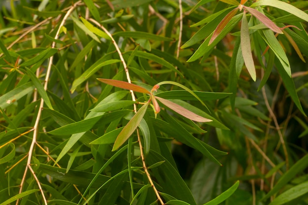 Melaleuca cajuputi plants commonly known as cajuput