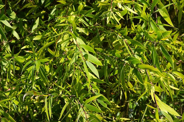 Melaleuca cajuputi plants, commonly known as cajuput