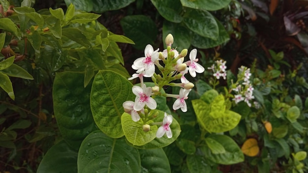 Melastomataceae is a member of the flowering plant family.