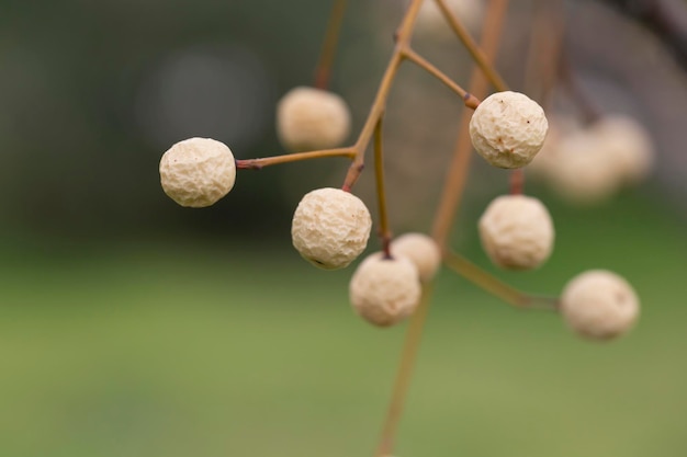 Melia azedarach chinaberry Tree beads with blur background white dried fruits on a branch in winter