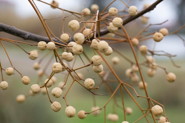 Melia azedarach chinaberry Tree beads with blur background white dried fruits on a branch in winter