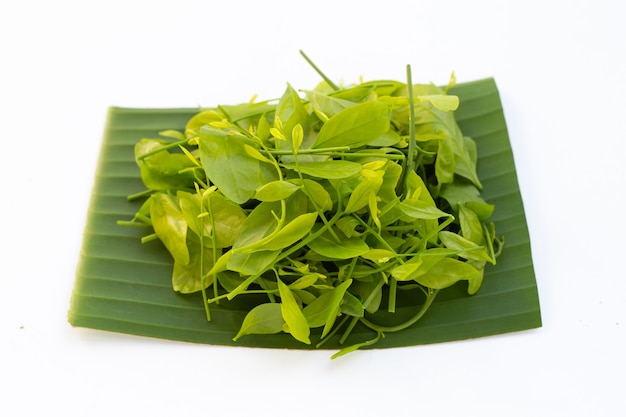 Melientha suavis pierre leaves on banana leaf