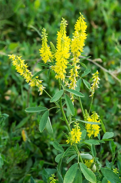 Melilotus officinalis in a natural environment of growth