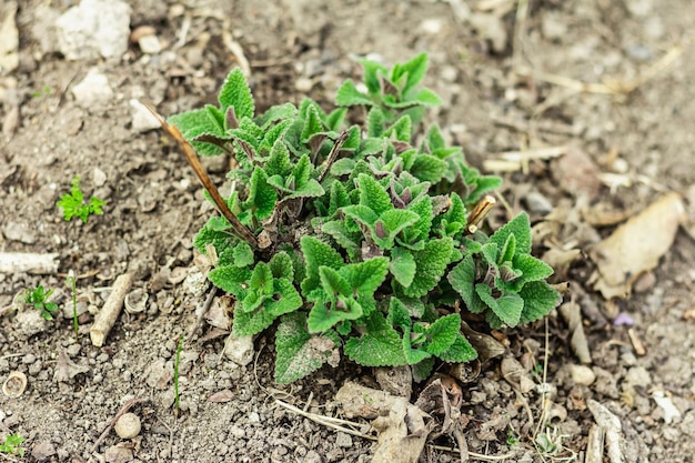 Melissa bush grows in the garden Growing seedlings of young lemon balm Garden conceptual background