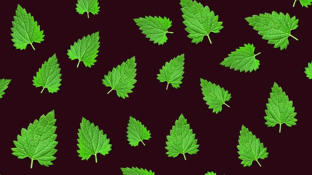 Melissa leaf or lemon balm isolated on black background