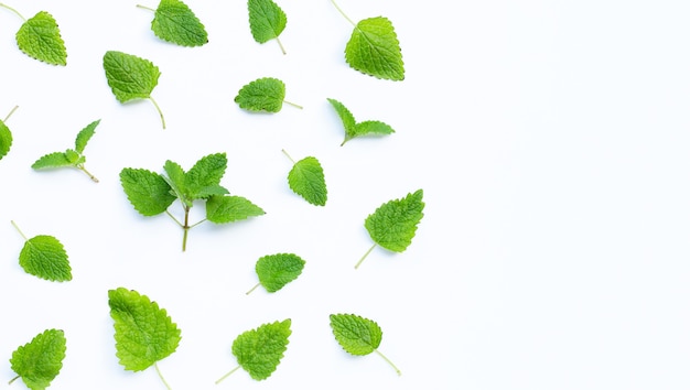 Melissa lemon balm fresh leaves on white space.