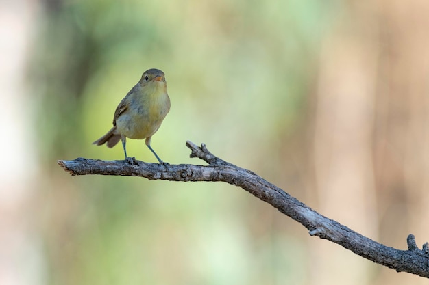 Melodious warbler (Hippolais polyglotta) Malaga, Spain