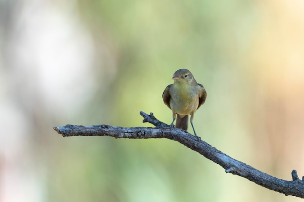 Melodious warbler (Hippolais polyglotta) Malaga, Spain