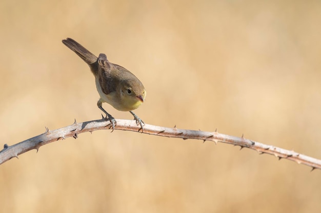 Melodious warbler (Hippolais polyglotta) Malaga, Spain