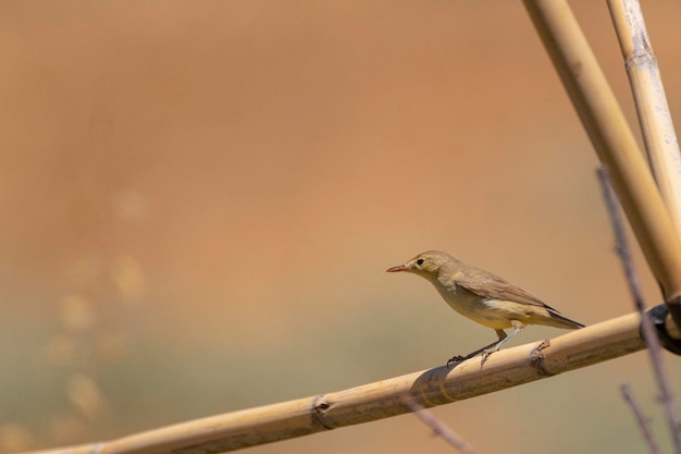 Melodious warbler (Hippolais polyglotta) Malaga, Spain