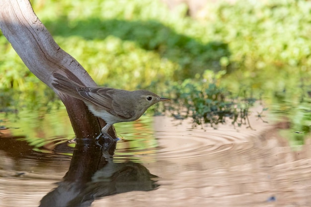 Melodious warbler (Hippolais polyglotta) Malaga, Spain