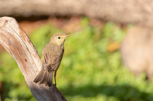 Melodious warbler (Hippolais polyglotta) Malaga, Spain