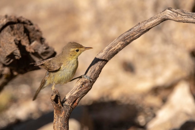 Melodious warbler (Hippolais polyglotta) Malaga, Spain