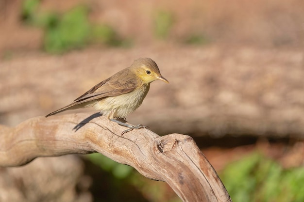 Melodious warbler (Hippolais polyglotta) Malaga, Spain