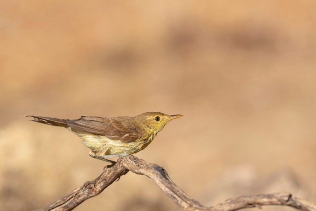 Melodious warbler (Hippolais polyglotta) Malaga, Spain