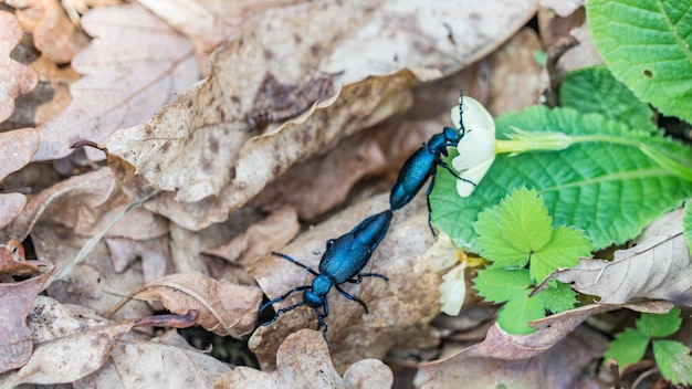 Meloe variegatus, oil beetles (Lampromeloe) mating, Sochi, Russia.