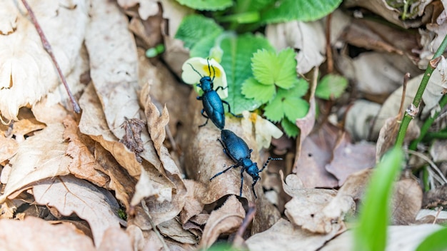 Meloe variegatus, oil beetles (Lampromeloe) mating, Sochi, Russia.