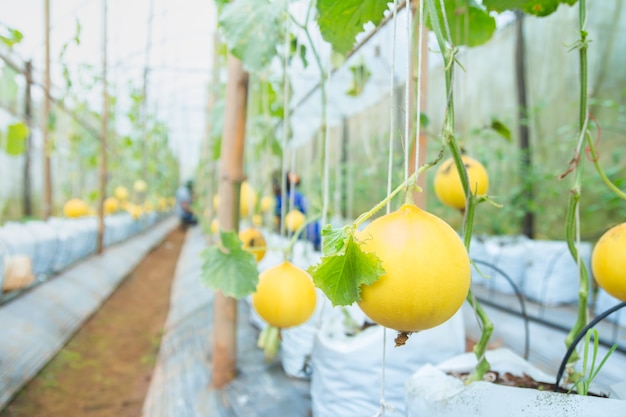 Melon , Cantaloupe melons growing in a greenhouse supported by string melon nets ,The yellow melon in the farm in Thailand