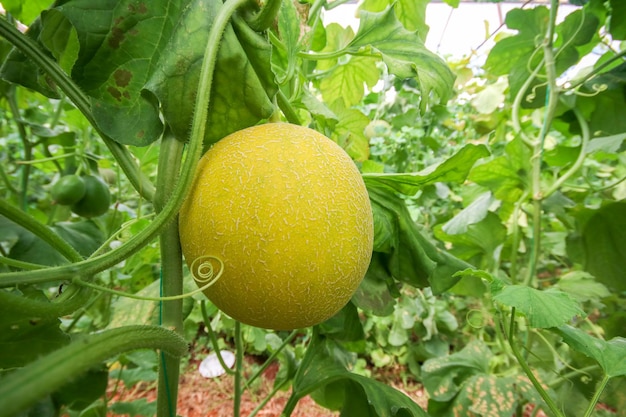 Melon or cantaloupe melons growing in supported by string melon nets ,The yellow melon with leaves and sunlight in the farm waiting for harvest.