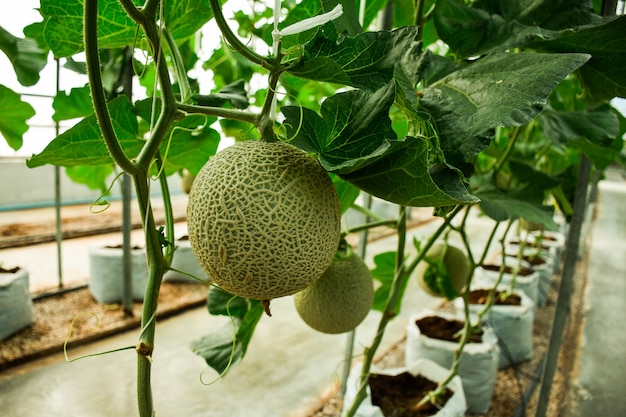 Melon farm breeding grounds.