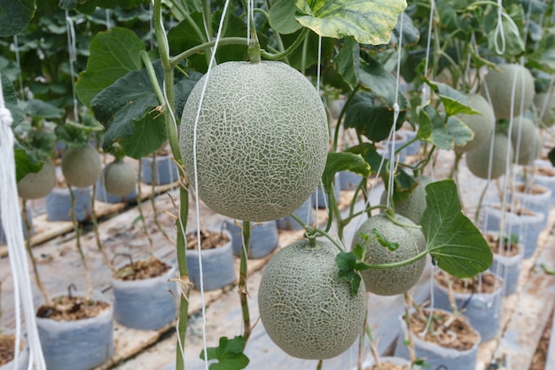 The melon is ripe with trees