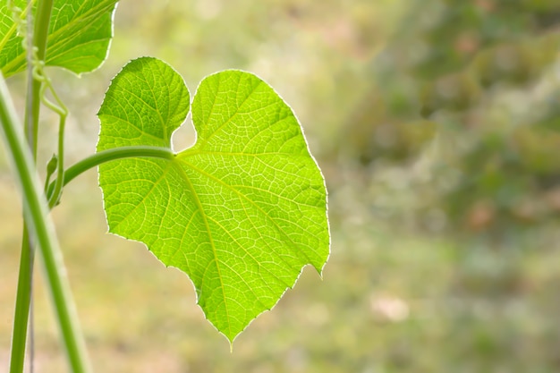 Melon leaves during the cold season Beautiful