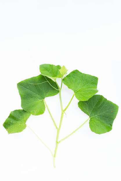 Melon leaves on white background