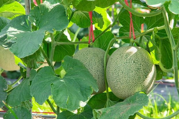 Melons in the gardenJapanese melon tree growing in the gardenMelon fruits and melon plants in a vegetable garden