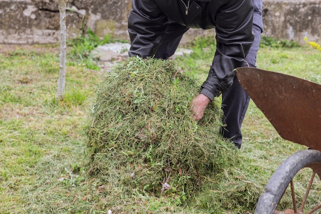 Men collects cut grass in a garden cart for compost