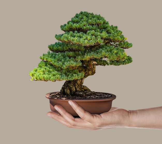 men's hand holding bonsai on palm hand