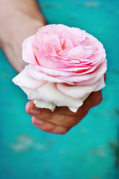 Men's hands hold the delicate pink rose