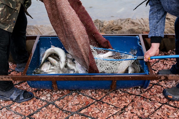 Men throw fish into the lake. preparation for the sport fishing tournament on the lake