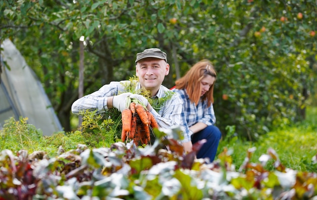 Men and women gather carrot , harvest