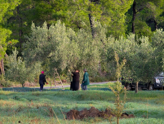 Men and women pick olives in the olive garden with a special network for collecting olives in Greece