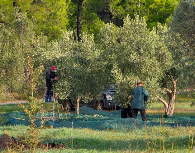 Men and women pick olives in the olive garden with a special network for collecting olives in Greece