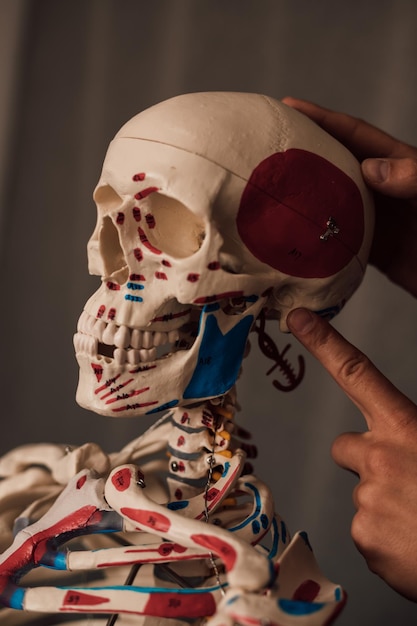 Mens hands hold a human skeleton on a dark background