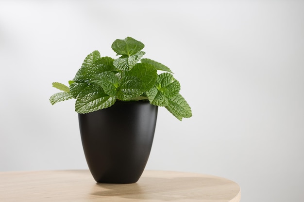 Mentha mint, Pilea nummulariifolia or Creeping pilea in the black pot on a wooden table