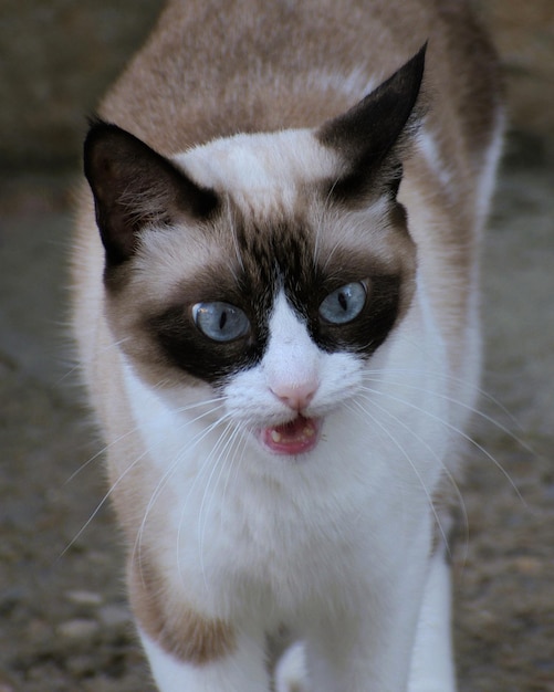 Photo meowing siamese cat with big blue eyes