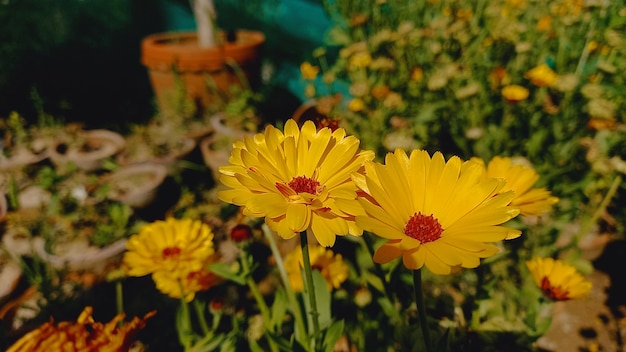 Merigold calendula or tagetes erecta flower