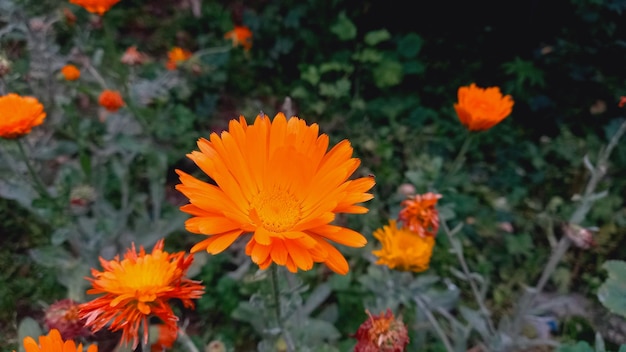 Merigold calendula or tagetes erecta flower