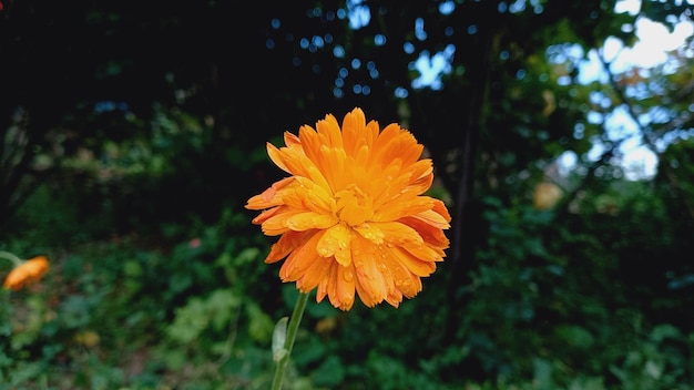 Merigold calendula or tagetes erecta flower