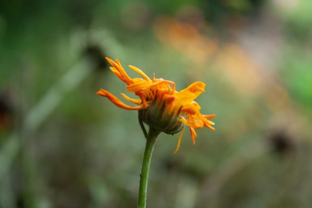 Merigold calendula or tagetes erecta flower