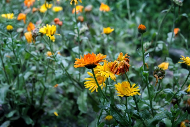 Merigold calendula or tagetes erecta flower