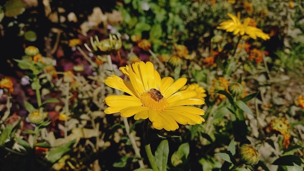 Merigold calendula or tagetes erecta flower