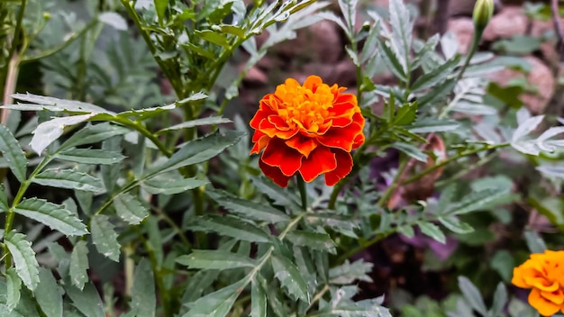 Merigold calendula or tagetes erecta flower