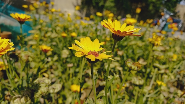 Merigold calendula or tagetes erecta flower