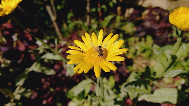 Merigold calendula or tagetes erecta flower